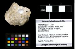 Foto (Objekt + Etiketten) von Goniodromites bidentatus (Reuss, 1858) 